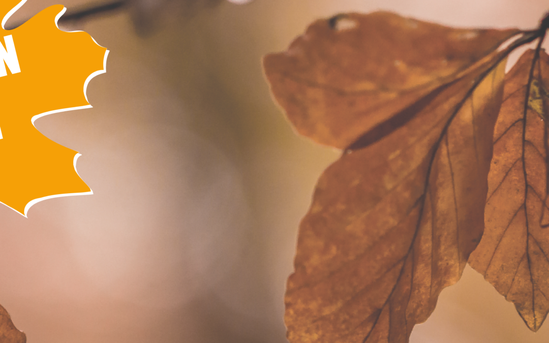 Kostenfreier Herbst Check